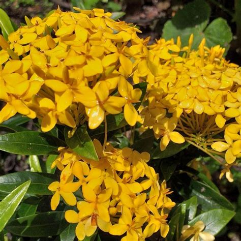 Ixora coccinea